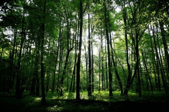 гектарів лісів в Україні сертифіковано